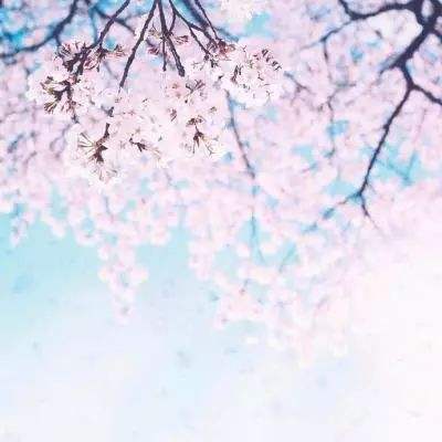 诺亚幻想手游九游版下载